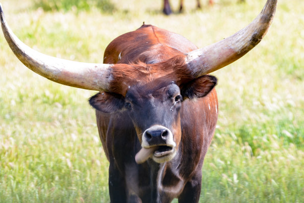 ox