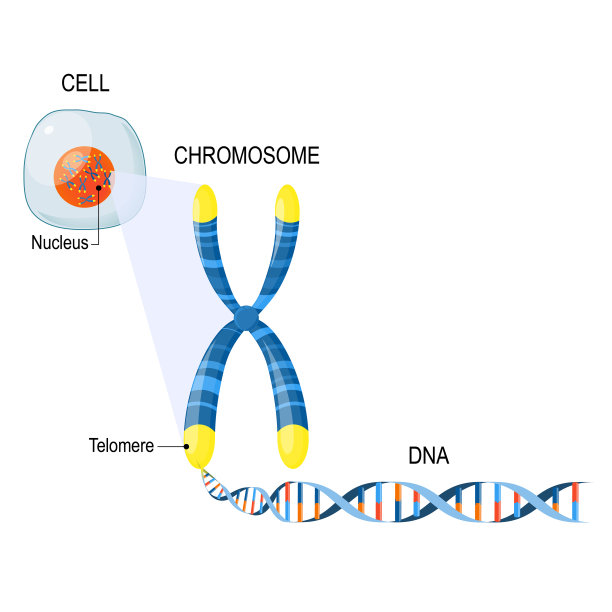 chromosone