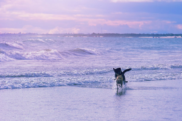 两只狗在海边