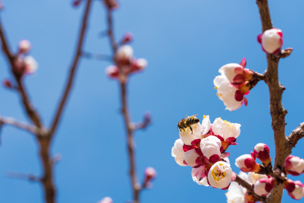 采蜜的胡蜂