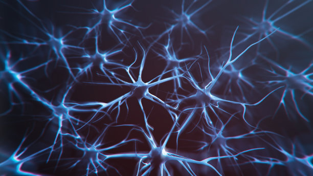brain