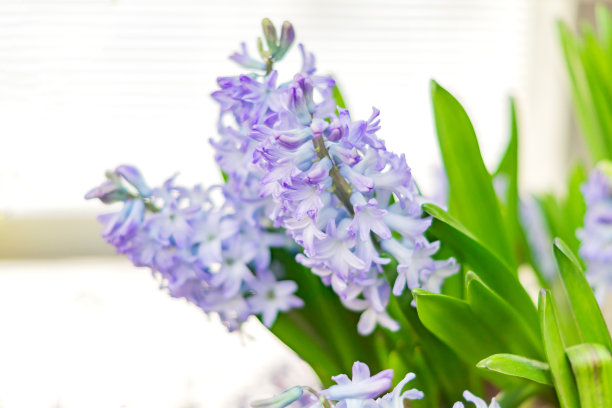 hyacinth
