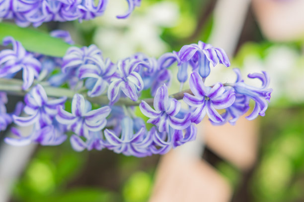 hyacinth