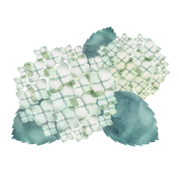 透明水彩花图片大全 透明水彩花设计素材 透明水彩花模板下载 透明水彩花图库 昵图网soso Nipic Com