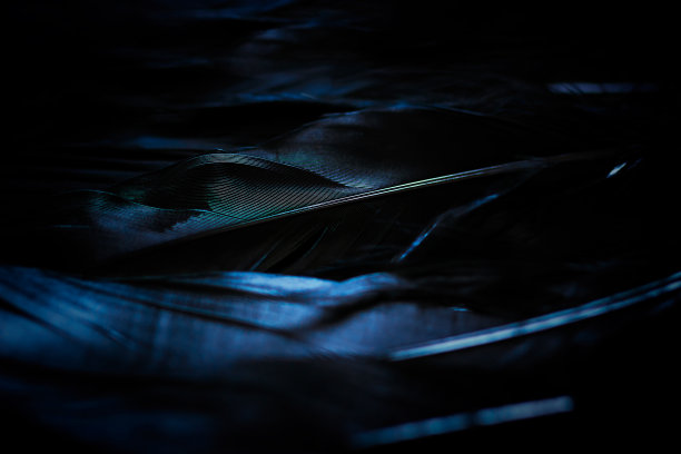 feathers