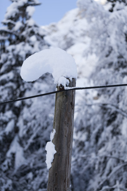 雪和松木杆