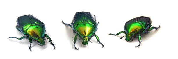 beetles