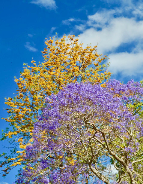 jacaranda