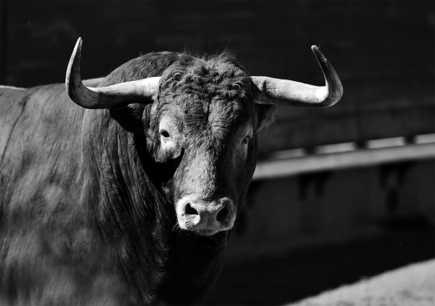 cattle