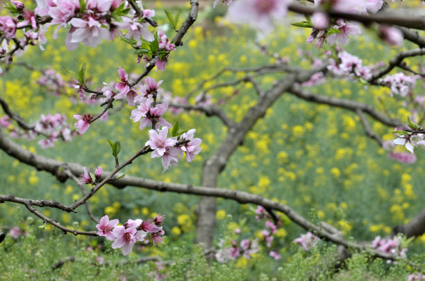 油菜花盛开