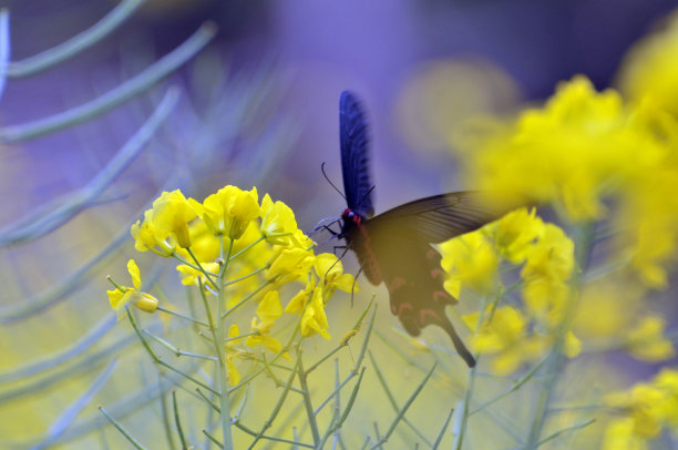 油菜花蜜