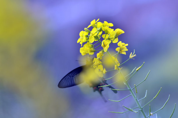 油菜花蜜