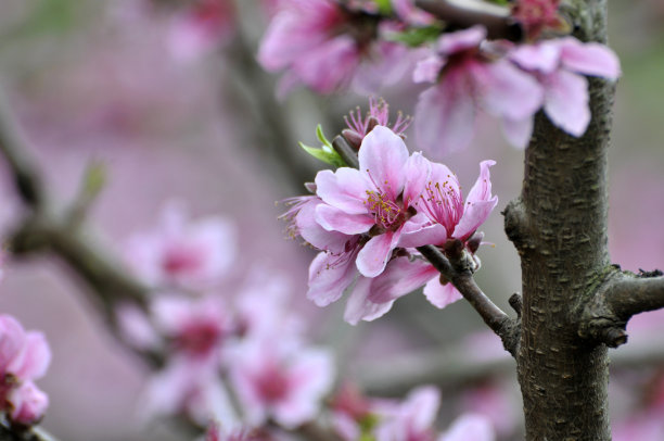 樱花果实