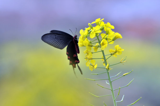 油菜花蜜