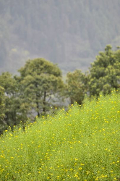 山区油菜花