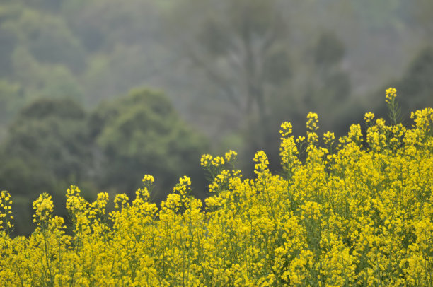 山区油菜花