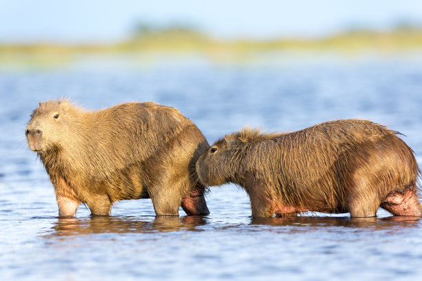 capybara