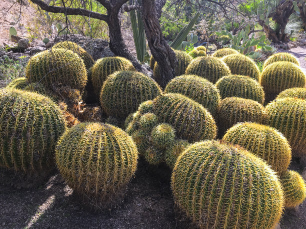 opuntia