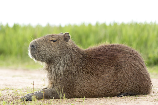 capybara