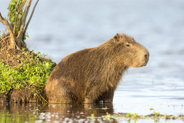capybara