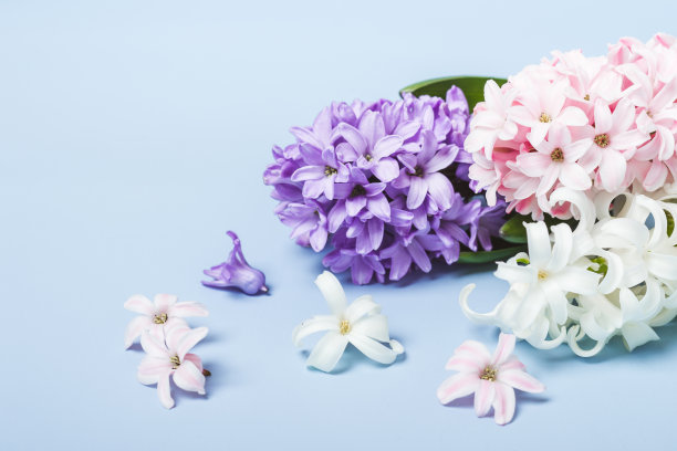 hyacinth