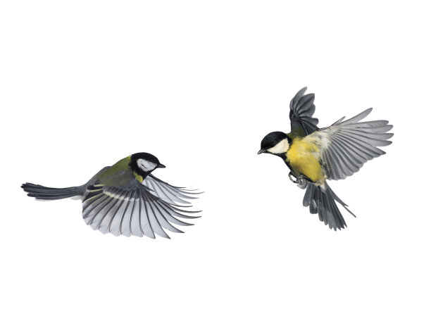 avian