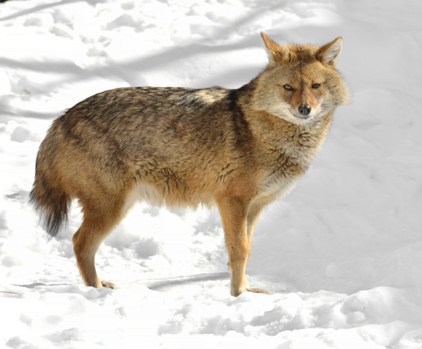 jackal