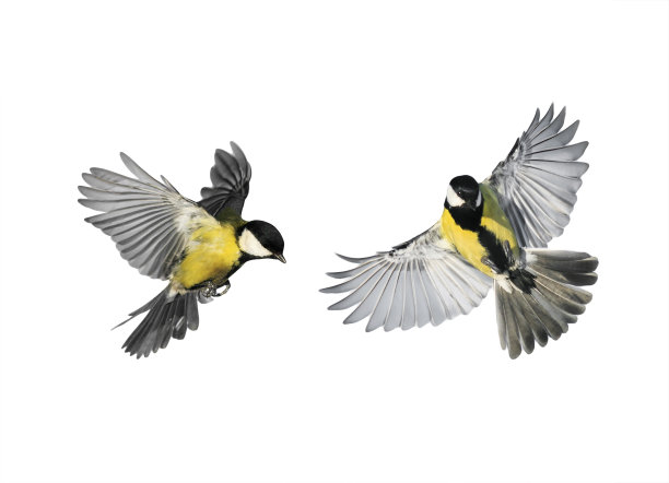 bird