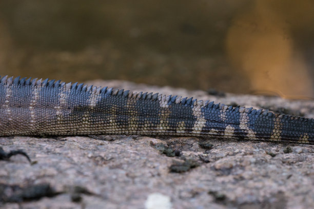physignathus