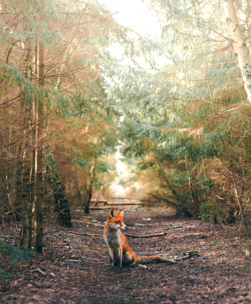 fox