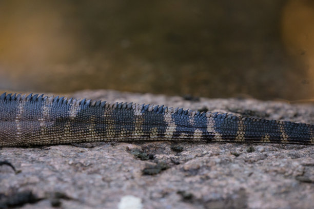 physignathus