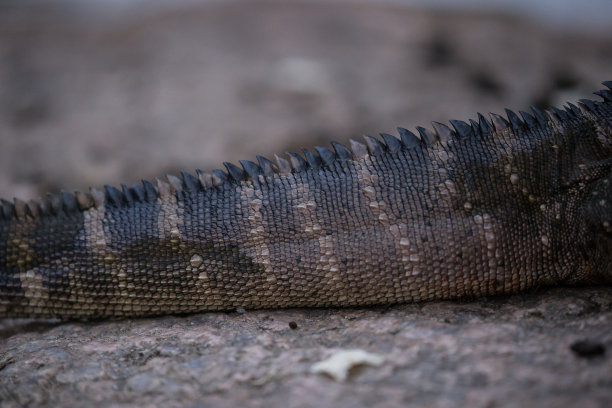 physignathus