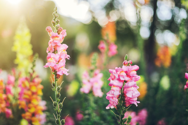 snapdragon