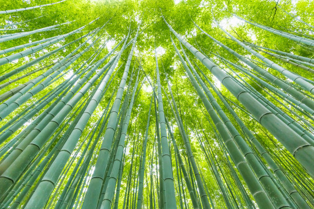bamboo