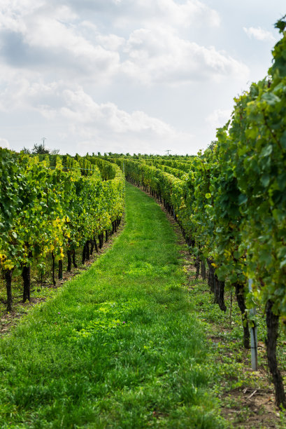 vineyard