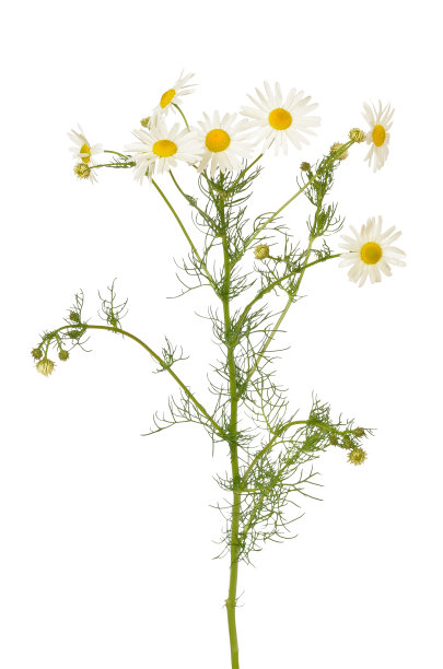 camomiles