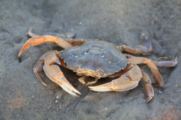 crab