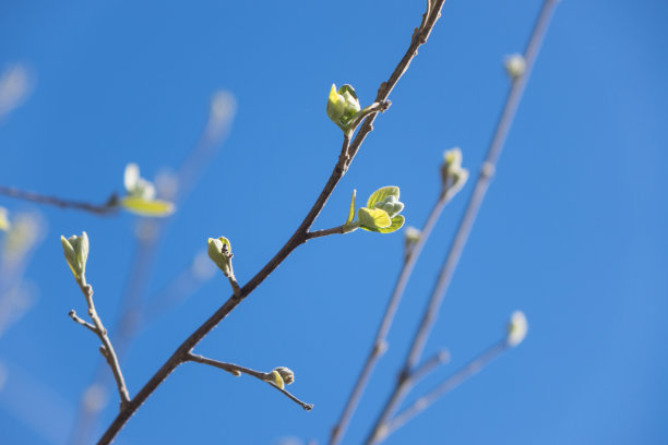 buds