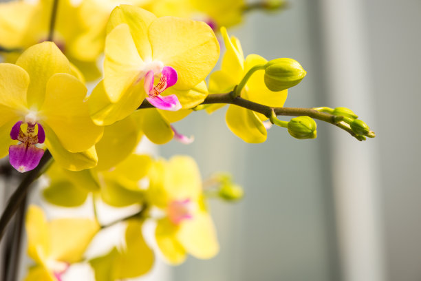 花坛装饰