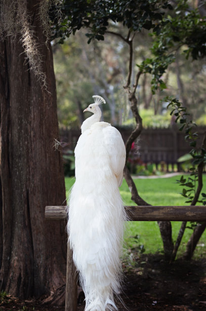 peacock