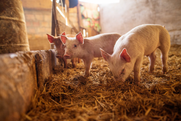 pig