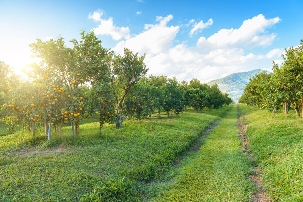 orchard