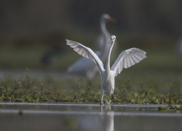 egret