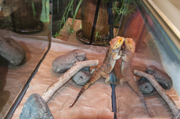 reptilia