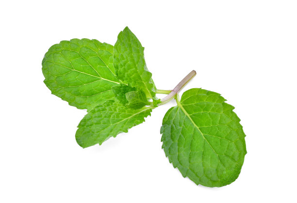 spearmint