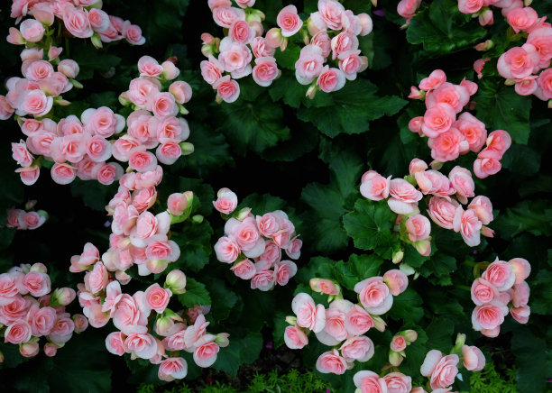 begonia