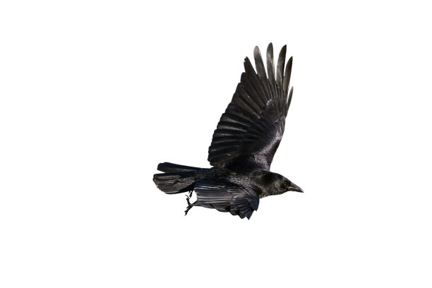 飞翔的乌鸦