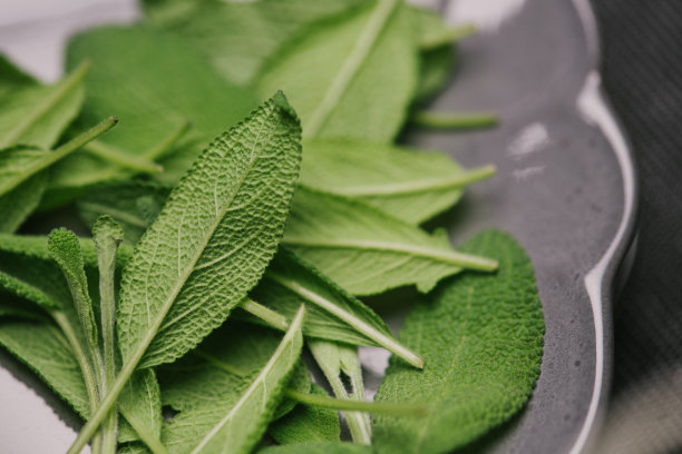 salvia