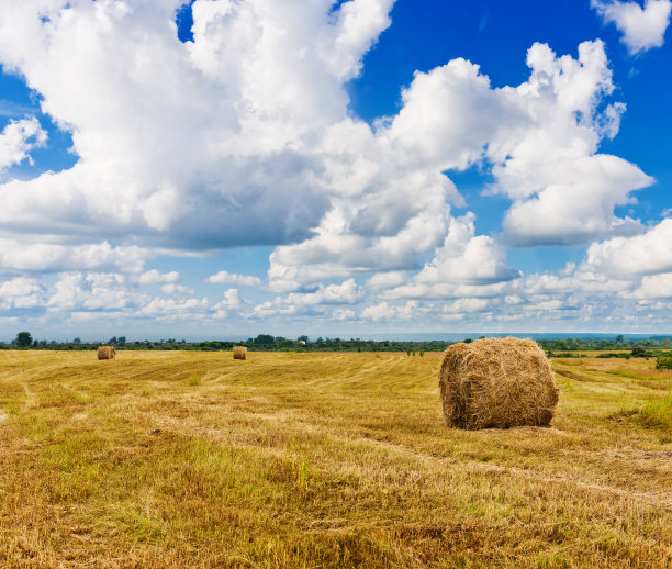 hay