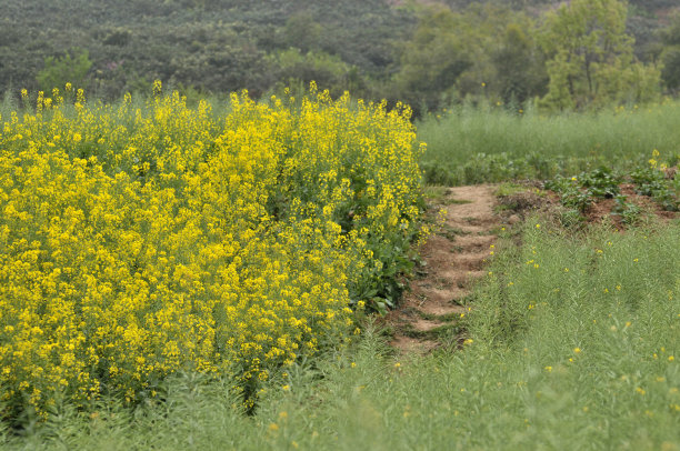 油菜花大地田园景观